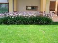 Giardini