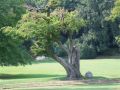 Giardini