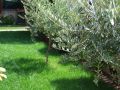 Giardini