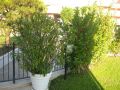 Giardini
