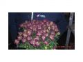 Ingrosso fiori