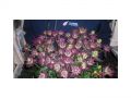Ingrosso fiori
