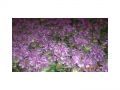 Ingrosso fiori