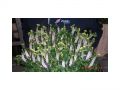 Ingrosso fiori