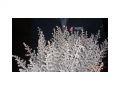 Ingrosso fiori