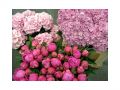 Ingrosso fiori