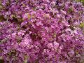 Ingrosso fiori