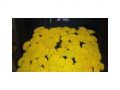 Ingrosso fiori