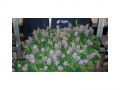 Ingrosso fiori