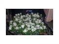 Ingrosso fiori