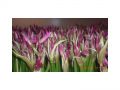 Ingrosso fiori