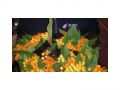 Ingrosso fiori