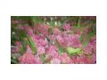 Ingrosso fiori