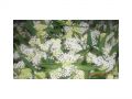 Ingrosso fiori