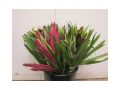 Ingrosso fiori