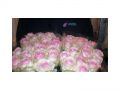 Ingrosso fiori
