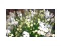 Ingrosso fiori
