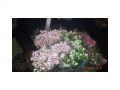 Ingrosso fiori