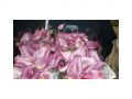 Ingrosso fiori