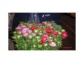 Ingrosso fiori