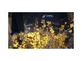 Ingrosso fiori