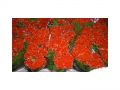 Ingrosso fiori