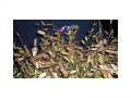 Ingrosso fiori