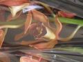 Ingrosso fiori