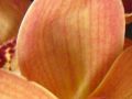 Ingrosso fiori