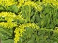 Ingrosso fiori
