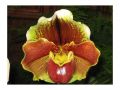 Ingrosso fiori