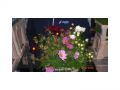 Ingrosso fiori