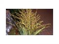 Ingrosso fiori