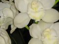 Ingrosso fiori