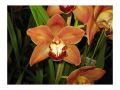 Ingrosso fiori