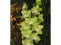 Ingrosso fiori