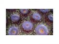 Ingrosso fiori