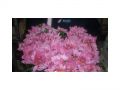 Ingrosso fiori