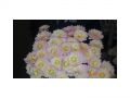 Ingrosso fiori