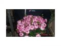 Ingrosso fiori