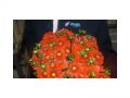 Ingrosso fiori