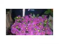 Ingrosso fiori
