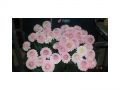 Ingrosso fiori