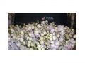Ingrosso fiori