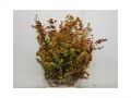 Ingrosso fiori