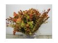 Ingrosso fiori