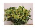 Ingrosso fiori