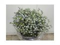 Ingrosso fiori