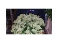 Ingrosso fiori
