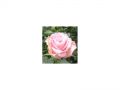 Ingrosso fiori